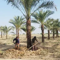 خرید نخل های زیر 5متر با ریشه فقط تعداد بالا