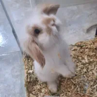 واگذاری خرگوش لوپ ناز و دستی
