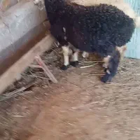 فروشی 2راس ماده سالم بشرط
