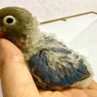 طوطی برزیلی سرلاکی رنگ خاص