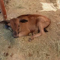 گاو و گوساله نژاد اصیل