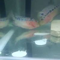 فلاوررددراگون|ماهی|سقز, |دیوار