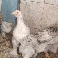 جوجه برهما-سوماترا