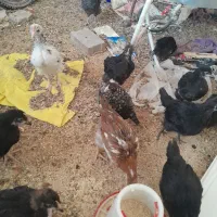 بارنی خروسک،وبوقلمون|حیوانات مزرعه|بهبهان, |دیوار