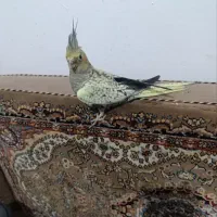 عروس هلندی گمشده