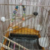 قفس پرنده|لوازم جانبی حیوانات|اسلامشهر, مظفریه|دیوار