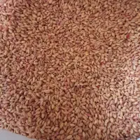 گندم پیشگام