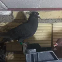 کبوتر|پرنده|گتوند, |دیوار