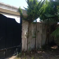فروش 30 اصلحه کاج|گل و گیاه طبیعی|رشت, فلسطین|دیوار