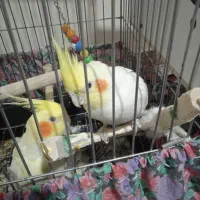 عروس هلندی لوتینو نرو ماده اماده تخم قیمت مفت