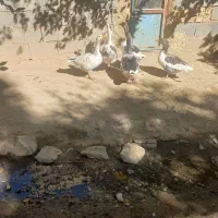 غاز|حیوانات مزرعه|خمین, |دیوار