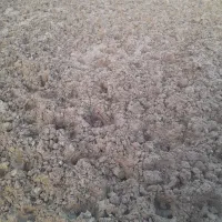 کودگاوی|خدمات باغبانی و درختکاری|بروجرد, |دیوار