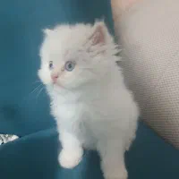 توله گربه پرشین|گربه|شیراز, کوشک میدان|دیوار