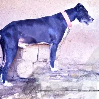 سگ جونوری|سگ|بهبهان, |دیوار