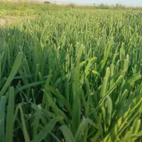 سبزی خوردنی تره