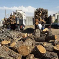 خرید هیزم و درخت