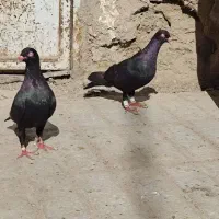 مسافرم از. زاهدان به میرجاوه(لطفا بخونید آگهی رو)