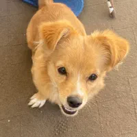 توله سگ|سگ|گرگان, |دیوار