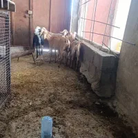 سه عدد بز با دوتا کهره نر|حیوانات مزرعه|خورموج, |دیوار