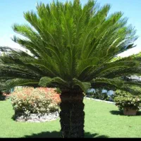 درخت پالم و سیکاس