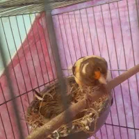 قناری به همراه جوجه ها|پرنده|تهران, امیریه|دیوار