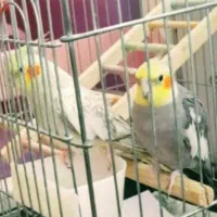 عروس مولد.سهره قناری.طوطی برزیلی.گلدین