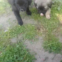 فروش 4سگ پاکوتاه|سگ|فریدون‌کنار, |دیوار