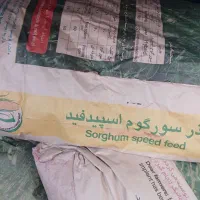 ذرت علوفه ای