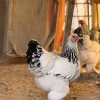 تخم نطفه دار و تازه برهما