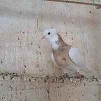 کبوتر رنگی|پرنده|ضیاء آباد, |دیوار