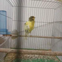 قناری رسمی فر