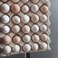 تخم‌مرغ محلی