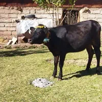 فروش گوساله ماده یک سال و سه ماه