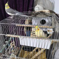 عروس هلندی جفت