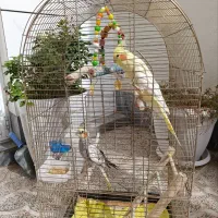 یه جفت عروس هلندی|پرنده|خوی, |دیوار