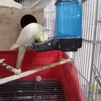 عروس هلندی لوتینو|پرنده|اصفهان, منتظرالمهدی|دیوار