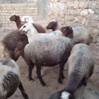 ۶ راس شک داشتی