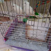 عروس هلندی دو جفت ۴۲۰۰|پرنده|نهبندان, |دیوار