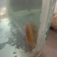 PLKO کت پوزه در بندرعباس