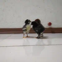 جوجه