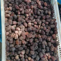 خرمای مرداسنگ|خوردنی و آشامیدنی|منوجان, |دیوار
