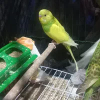 مرغ عشق|پرنده|ایذه, |دیوار