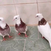کبوتر
