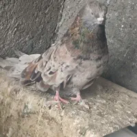 یک جفت سرور