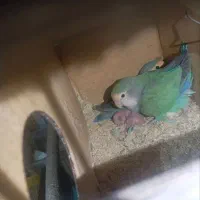 طوطی برزیلی با جوجه|پرنده|ملارد, |دیوار