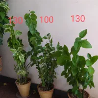 گل و گیاه آپارتمانی|گل و گیاه طبیعی|فلاورجان, |دیوار