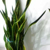 گل طبیعی سانسوریا حداقل بین 30 تا 40شاخه