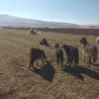 ۷عددبز جوان شیره دار|حیوانات مزرعه|فیروزآباد, |دیوار