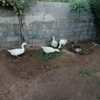 غاز گوشتی،قازسالم و سرحال