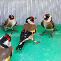 سهره  چهار گل وگلسر